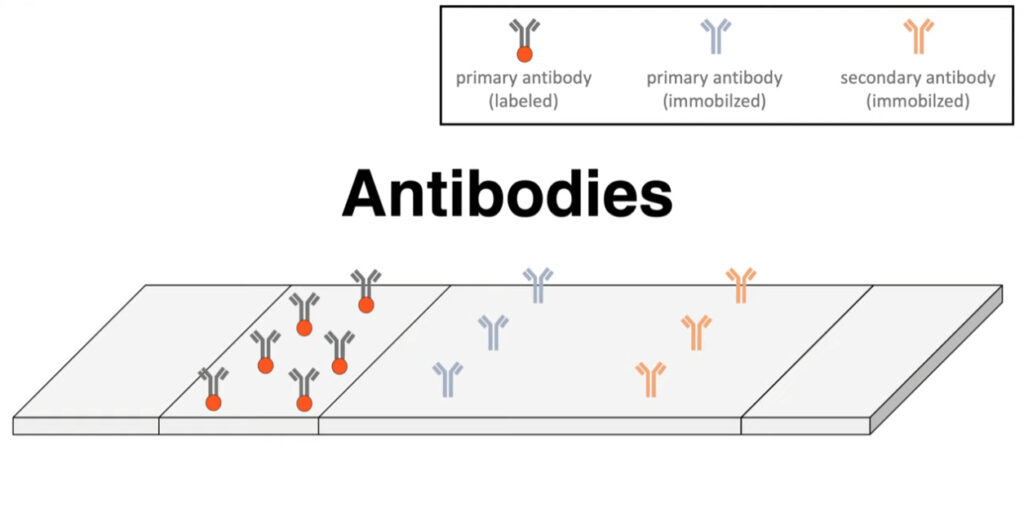 States of primary antibodies in rtpcr test2